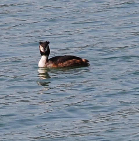 Duck, Lake Trasimeno